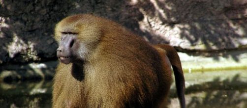 4 babouins (et non 50) se sont échappés de leur enclos au zoo de ... - sciencesetavenir.fr