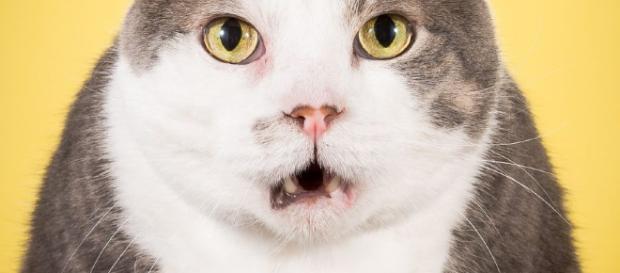 10 gatos gordos y esponjosos fotografiados por Pete Thorne – defanist - defanist.com 10 gatos gordos y esponjosos fotografiados por Pete Thorne – defanist - defanist.com
