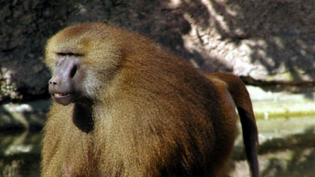 4 babouins (et non 50) se sont échappés de leur enclos au zoo de ... - sciencesetavenir.fr