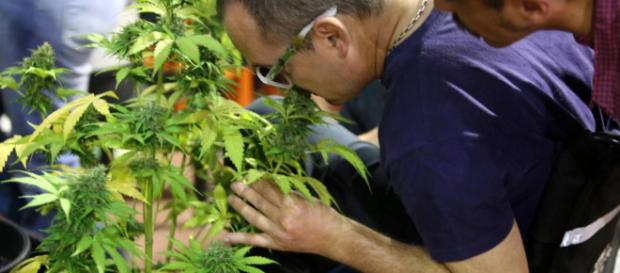 Cannabis: México da el paso para legalizar la marihuana medicinal ... - elpais.com Cannabis: México da el paso para legalizar la marihuana medicinal ... - elpais.com