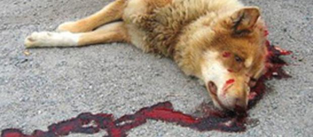 La mort de son animal de compagnie que faire ??? | Mignons de ... - mignonsdecompagnie.com La mort de son animal de compagnie que faire ??? | Mignons de ... - mignonsdecompagnie.com