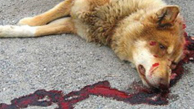 La mort de son animal de compagnie que faire ??? | Mignons de ... - mignonsdecompagnie.com
