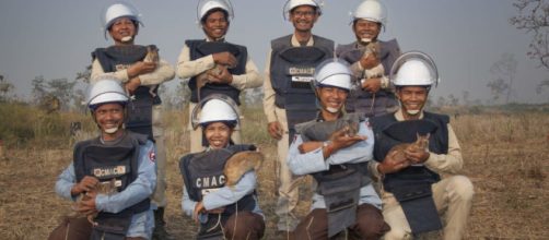 La squadra di topi sminatori che scova le mine antiuomo in Cambogia