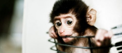Test sulle scimmie per i gas nocivi: Volkswagen, Bmw, Daimler sotto accusa - lifegate.it