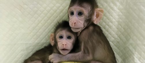 Zhong Zhong and Hua Hua [Image credit: Qiang Sun and Mu-Ming Poo/Chinese Academy of Sciences]