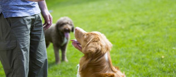 Adestramento de cães: veja como educar seu cachorro (foto: fortissima.com) Adestramento de cães: veja como educar seu cachorro (foto: fortissima.com)