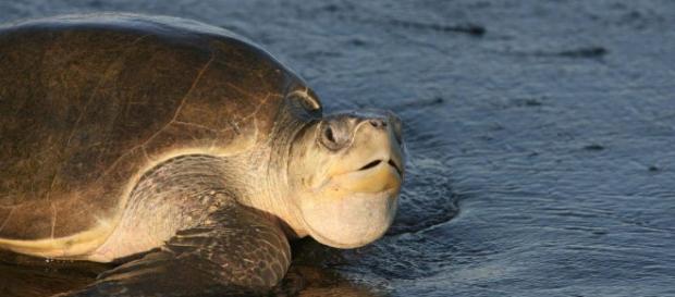 Tortuga golfina: Peligro de extinción, características y mucho más - hablemosdepeces.com Tortuga golfina: Peligro de extinción, características y mucho más - hablemosdepeces.com
