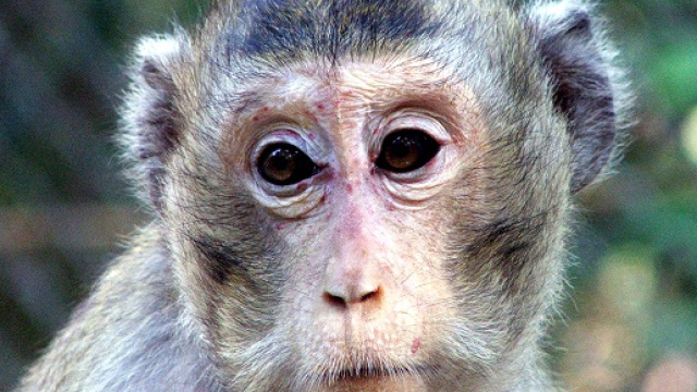 Scimmie utilizzate per i test sui gas di scarico, nuovo scandalo per l'auto tedesca