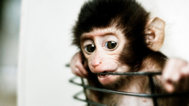 Test sulle scimmie per i gas nocivi: Volkswagen, Bmw, Daimler sotto accusa - lifegate.it