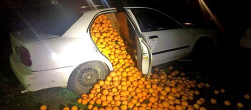 Police in Spain caught 5 suspects with 4 tons of stolen oranges [Image courtesy Policia Local de Sevilla]