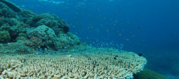 6 caminos para rescatar los arrecifes coralinos del cambio ... - ojoalclima.com 6 caminos para rescatar los arrecifes coralinos del cambio ... - ojoalclima.com