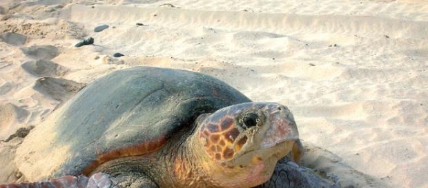 Cómo actuar en caso de avistamiento de tortuga marina en la playa ... - blogspot.com Cómo actuar en caso de avistamiento de tortuga marina en la playa ... - blogspot.com