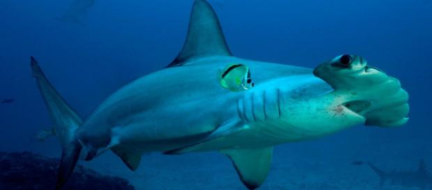 Galería de imágenes: Tiburones en el Mediterráneo. - tiburoneswiki.com Galería de imágenes: Tiburones en el Mediterráneo. - tiburoneswiki.com