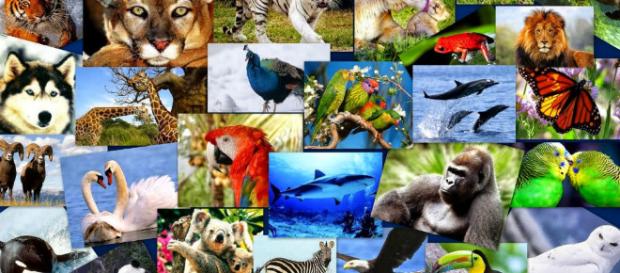 Los planes de la ciencia para salvar especies en peligro - elespanol.com Los planes de la ciencia para salvar especies en peligro - elespanol.com