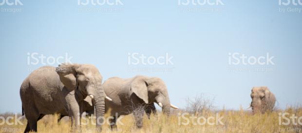 Vida Silvestre en Etosha Namibia África. - istockphoto.com Vida Silvestre en Etosha Namibia África. - istockphoto.com