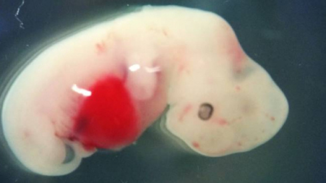 Ricerca choc: embrione ibrido uomo-maiale, ma qualcosa va storto ... - intelligonews.it