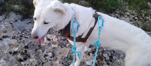 Dog trekking tra roccia e macchia mediterranea.