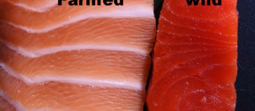 Il primo trancio di salmone è allevato, il secondo è pescato