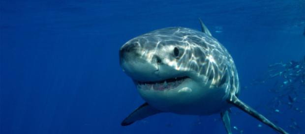 El Tiburón Blanco - vidasalvaje.org El Tiburón Blanco - vidasalvaje.org