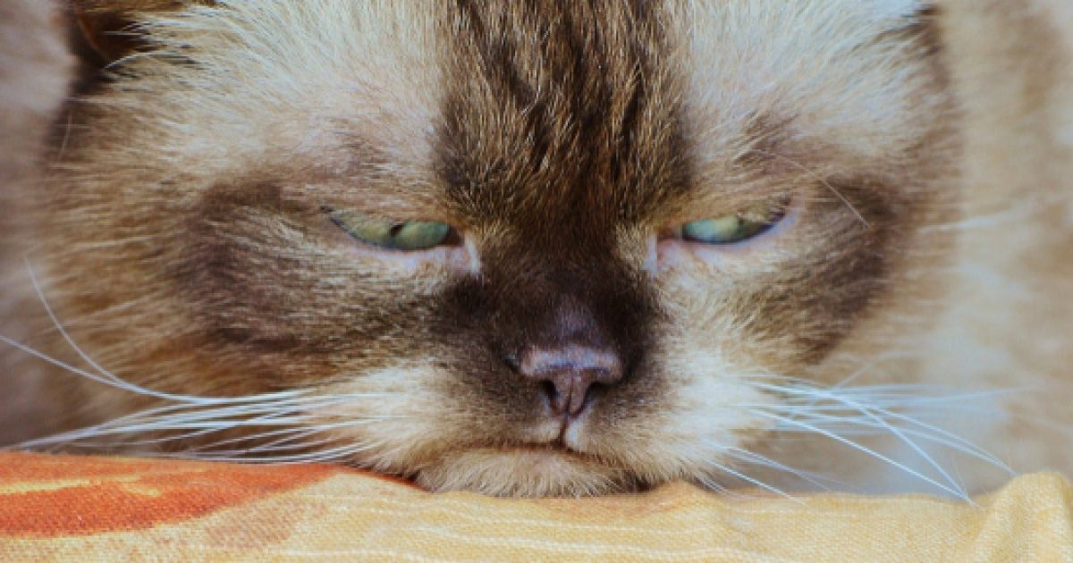 Grumpy Cat 710000 Richer After Winning Identity Lawsuit