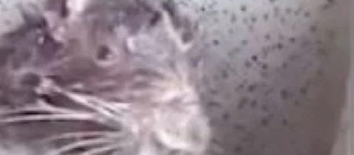 Il video del topo che si fa il bagno diventa virale e un etologo spiega la verità