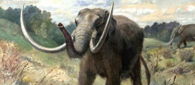Mastodonte Americano | Amigos de los Dinosaurios y la Paleontología - mundoprehistorico.com Mastodonte Americano | Amigos de los Dinosaurios y la Paleontología - mundoprehistorico.com