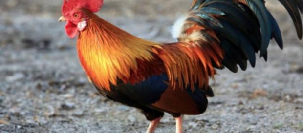 Los gallos no se quedan sordos por su canto Los gallos no se quedan sordos por su canto