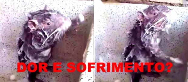 Vídeo de rato tomando banho viraliza na internet Vídeo de rato tomando banho viraliza na internet
