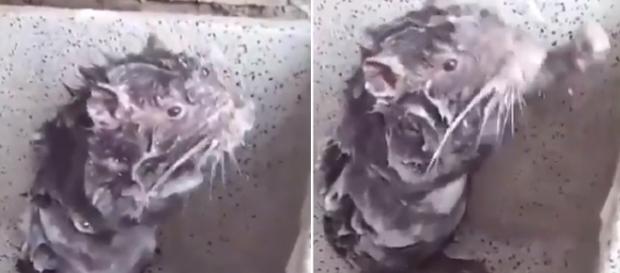 Vídeo mostra rato tomando banho (Captura de vídeo) Vídeo mostra rato tomando banho (Captura de vídeo)