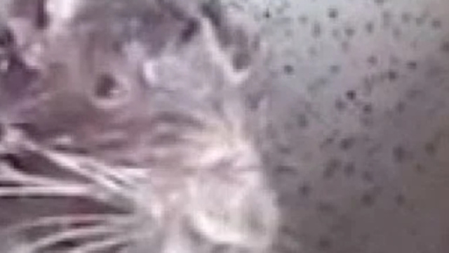 Il video del topo che si fa il bagno diventa virale e un etologo spiega la verit&agrave;