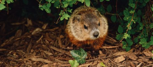 Groundhog. - [Photo by Abigail Lynn on Unsplash]