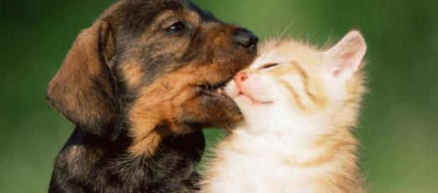 Cani e gatti sempre più presenti Cani e gatti sempre più presenti