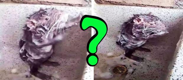 Mistério envolvendo vídeo é revelado Mistério envolvendo vídeo é revelado