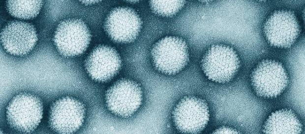 MODIFICAN LOS ADENOVIRUS PARA QUE ATAQUEN A LOS TUMORES MÁS ... - educarex.es MODIFICAN LOS ADENOVIRUS PARA QUE ATAQUEN A LOS TUMORES MÁS ... - educarex.es