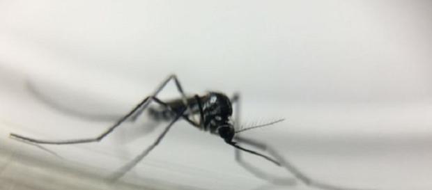 Mosquitos silvestres dos gêneros Haemagogus e Sabethes são vetores da febre amarela silvestre no Brasil Mosquitos silvestres dos gêneros Haemagogus e Sabethes são vetores da febre amarela silvestre no Brasil