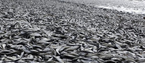 Una spiaggia in Cile ricoperta di sardine morte, risultato di fioriture di alghe che succhiano l'ossigeno fuori dall'acqua.