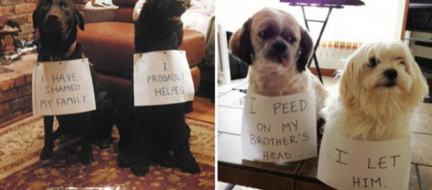 Como zangar-se com estas duplinhas de ''criminosos''? Fotos: Reprodução/9Gag. Como zangar-se com estas duplinhas de ''criminosos''? Fotos: Reprodução/9Gag.