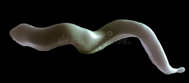 Parásito Del Brucei De Trypanosoma Stock de ilustración - Imagen ... - dreamstime.com Parásito Del Brucei De Trypanosoma Stock de ilustración - Imagen ... - dreamstime.com