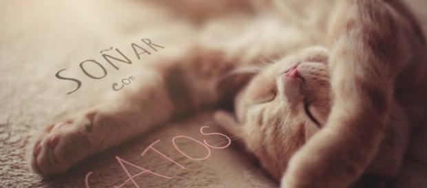 ¿Qué significa soñar con gatos? ¿Es sinónimo de buena o mala suerte? ¿Qué significa soñar con gatos? ¿Es sinónimo de buena o mala suerte?