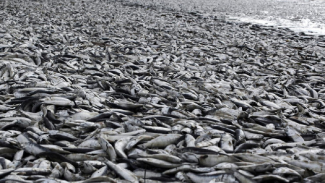 Una spiaggia in Cile ricoperta di sardine morte, risultato di fioriture di alghe che succhiano l'ossigeno fuori dall'acqua.