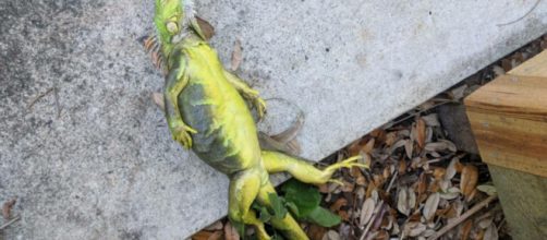 Florida: lo strano fenomeno delle 'frozen iguanas'