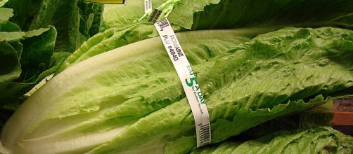 Warning: Don't eat romaine lettuce until CDC investigates E. coli [Image: commons.wikimemedia.org]