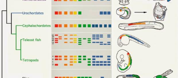 Aminoácidos y apuntes de Biología Molecular. - blogspot.com Aminoácidos y apuntes de Biología Molecular. - blogspot.com