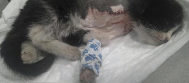 El gato al que le colocaron un petardo en el cuello por el que perdió una pata busca hogar. Foto: Madrid Felina. El gato al que le colocaron un petardo en el cuello por el que perdió una pata busca hogar. Foto: Madrid Felina.