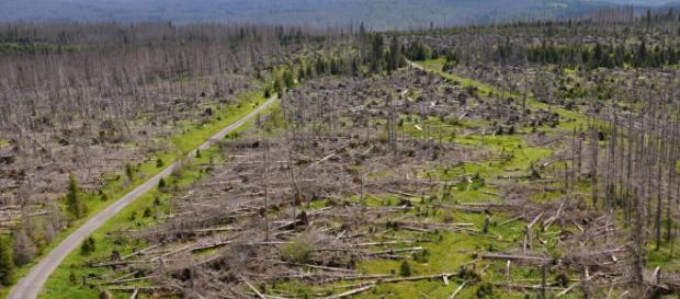 Foreste europee dimezzate dal disboscamento Foreste europee dimezzate dal disboscamento