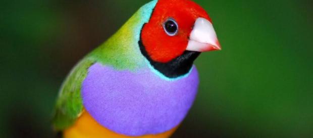 Tipos de Pájaros y Aves exóticos y tropicales - animalesmascotas.com Tipos de Pájaros y Aves exóticos y tropicales - animalesmascotas.com