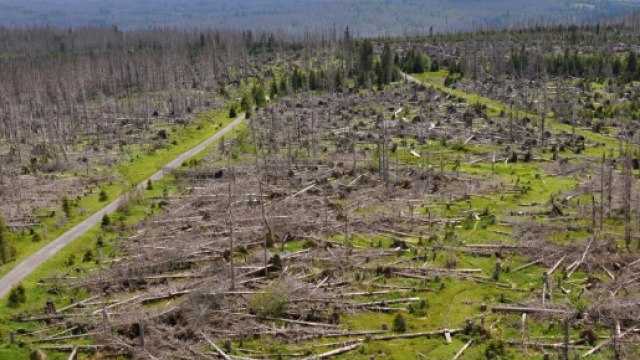 Foreste europee dimezzate dal disboscamento