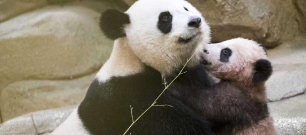 Bebé panda de Francia hace su primera aparición pública - New ... - nhregister.com Bebé panda de Francia hace su primera aparición pública - New ... - nhregister.com
