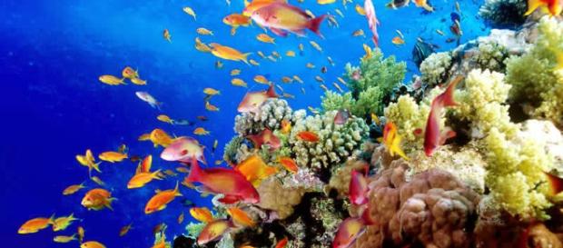 El Universo Bajo el Microscopio: Viaje a los arrecifes de coral - blogspot.com El Universo Bajo el Microscopio: Viaje a los arrecifes de coral - blogspot.com