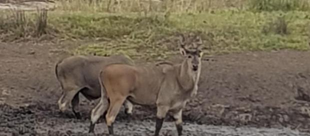majestic Eland at waterhole in north Kruger Park South Africa - photo by S Michael Guthrie majestic Eland at waterhole in north Kruger Park South Africa - photo by S Michael Guthrie